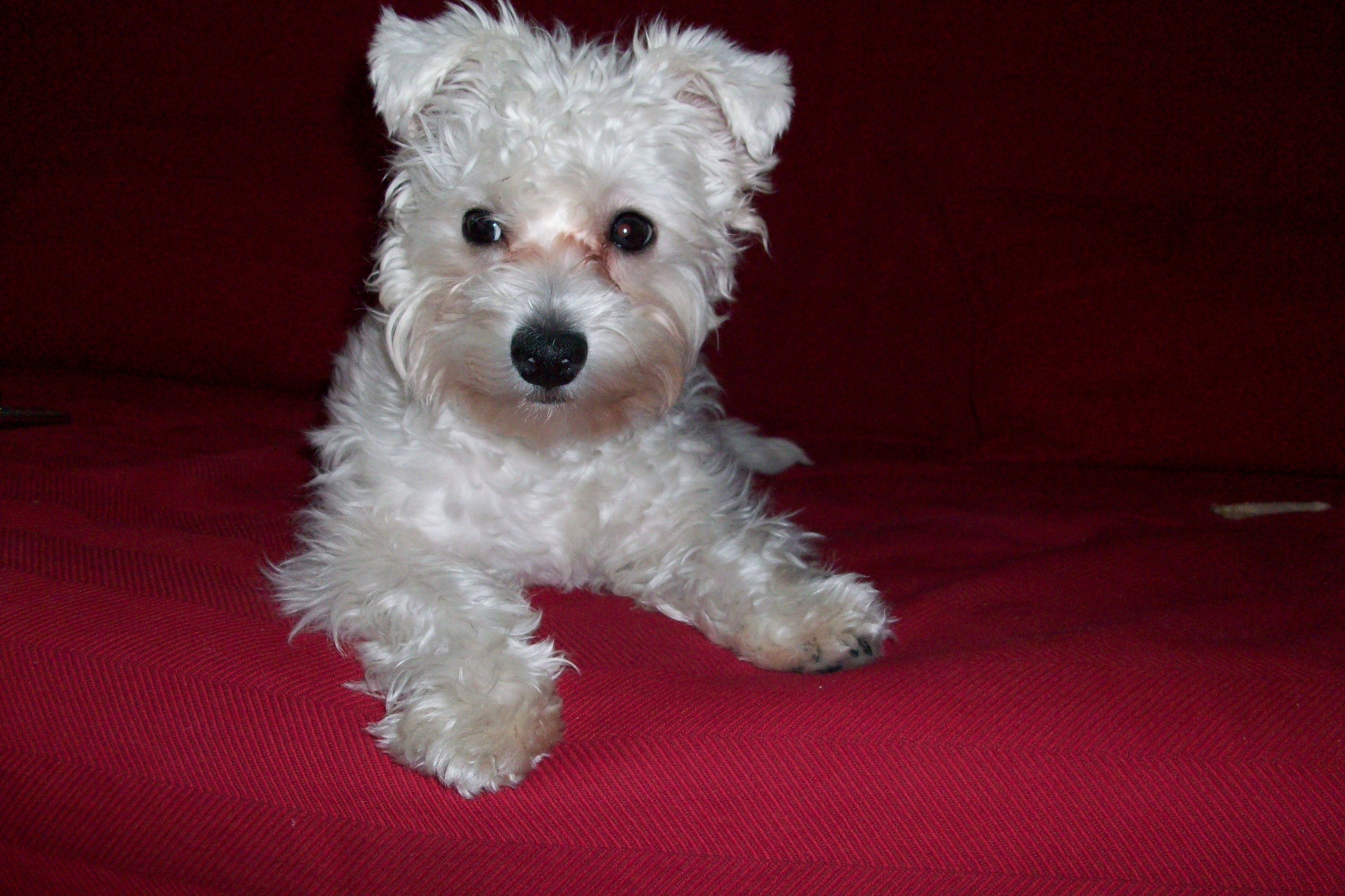 malá modelka 